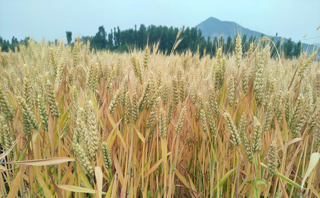 山東籌集獎補資金5000萬 支持生物質(zhì)能源推廣應用重點縣.jpg