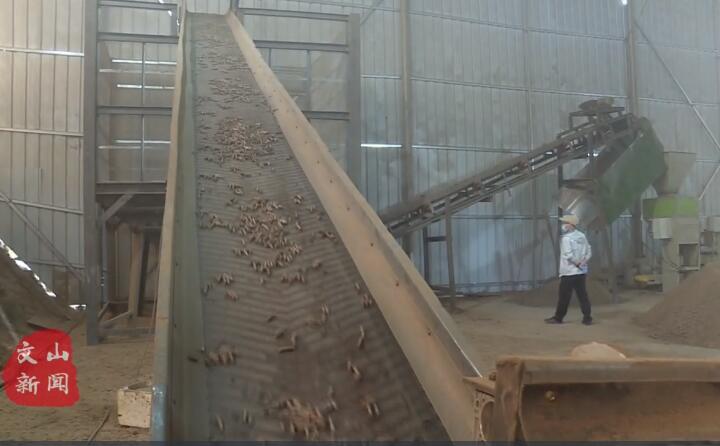 在廣南縣那灑鎮(zhèn)生物質(zhì)顆粒燃料加工廠，粉碎機(jī)、輸送帶、木屑造粒機(jī)呈流水線作業(yè)，將桔桿、枯木等可燃材料加工成顆粒狀成品對(duì)外出售.jpg